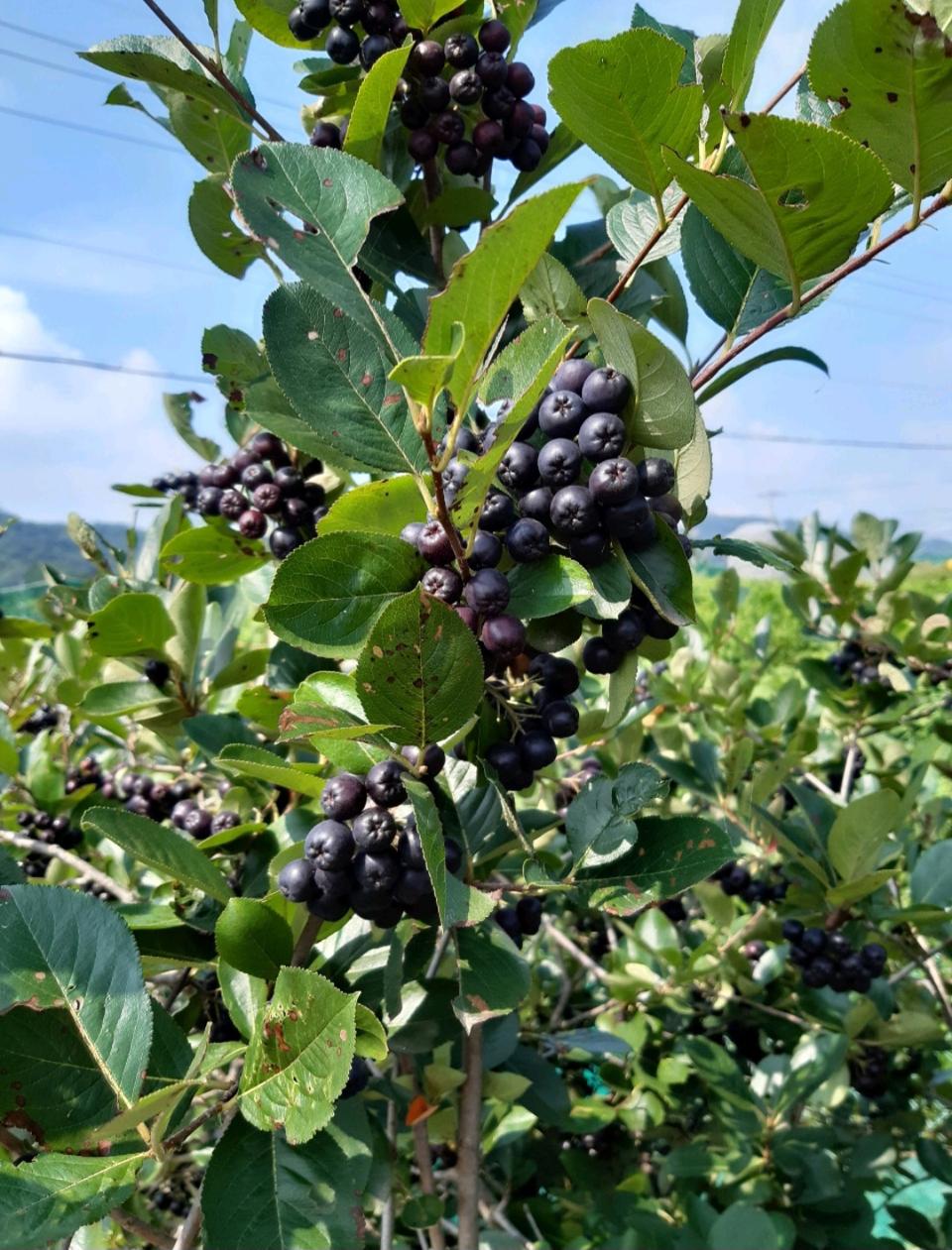 아로니아팝니다.