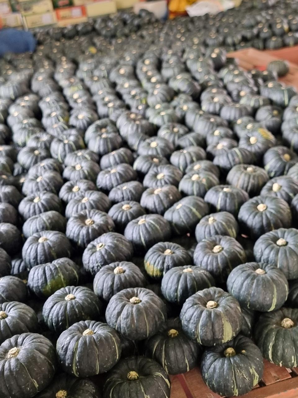 해남하우스미니밤호박5키로25000원택비포함입니다