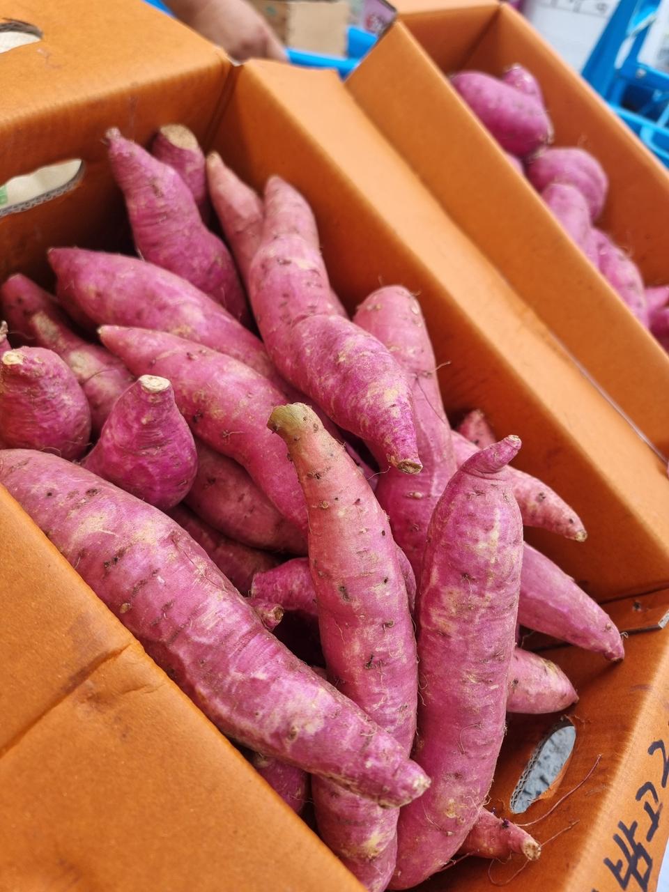 25년햇밤고구마10키로35000원택비포함입니다