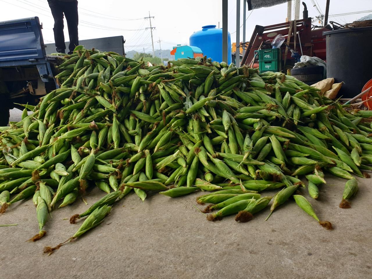올해 마지막 찰옥수수1자루40개 무료배송입니다