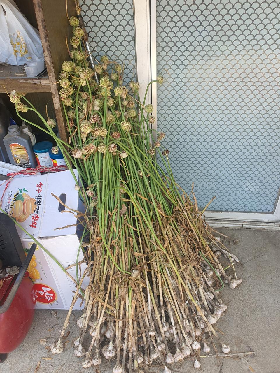 홍산마늘 주아씨앗