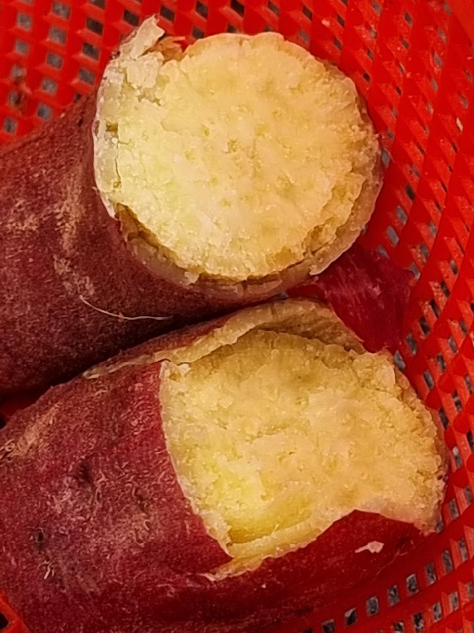 해남밤고구마못난이50박스판매10키로25000원택포