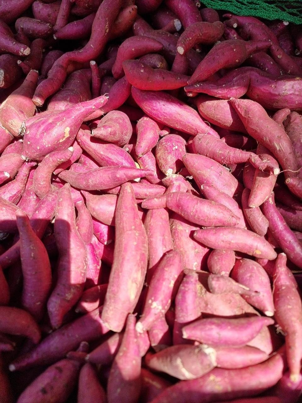 해남한입토종밤고구마10키로25000원택포입니다