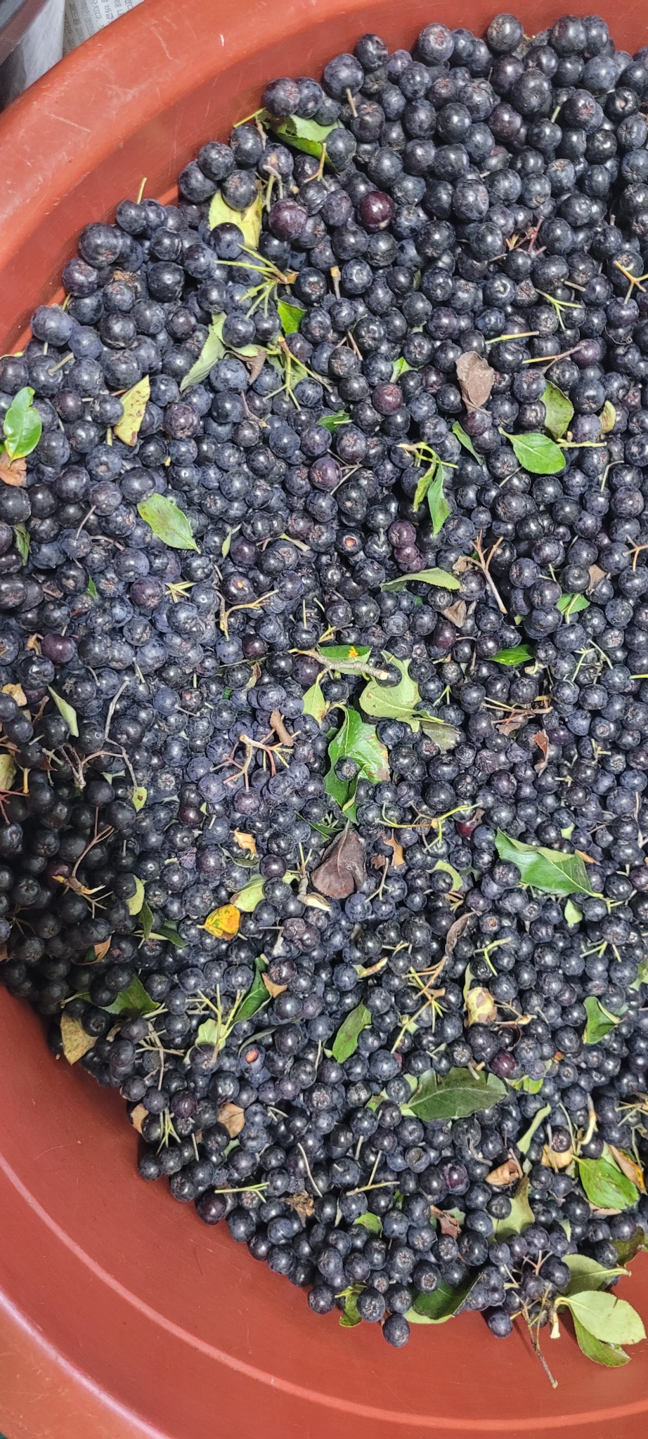 ※ 아로니아 (생과)