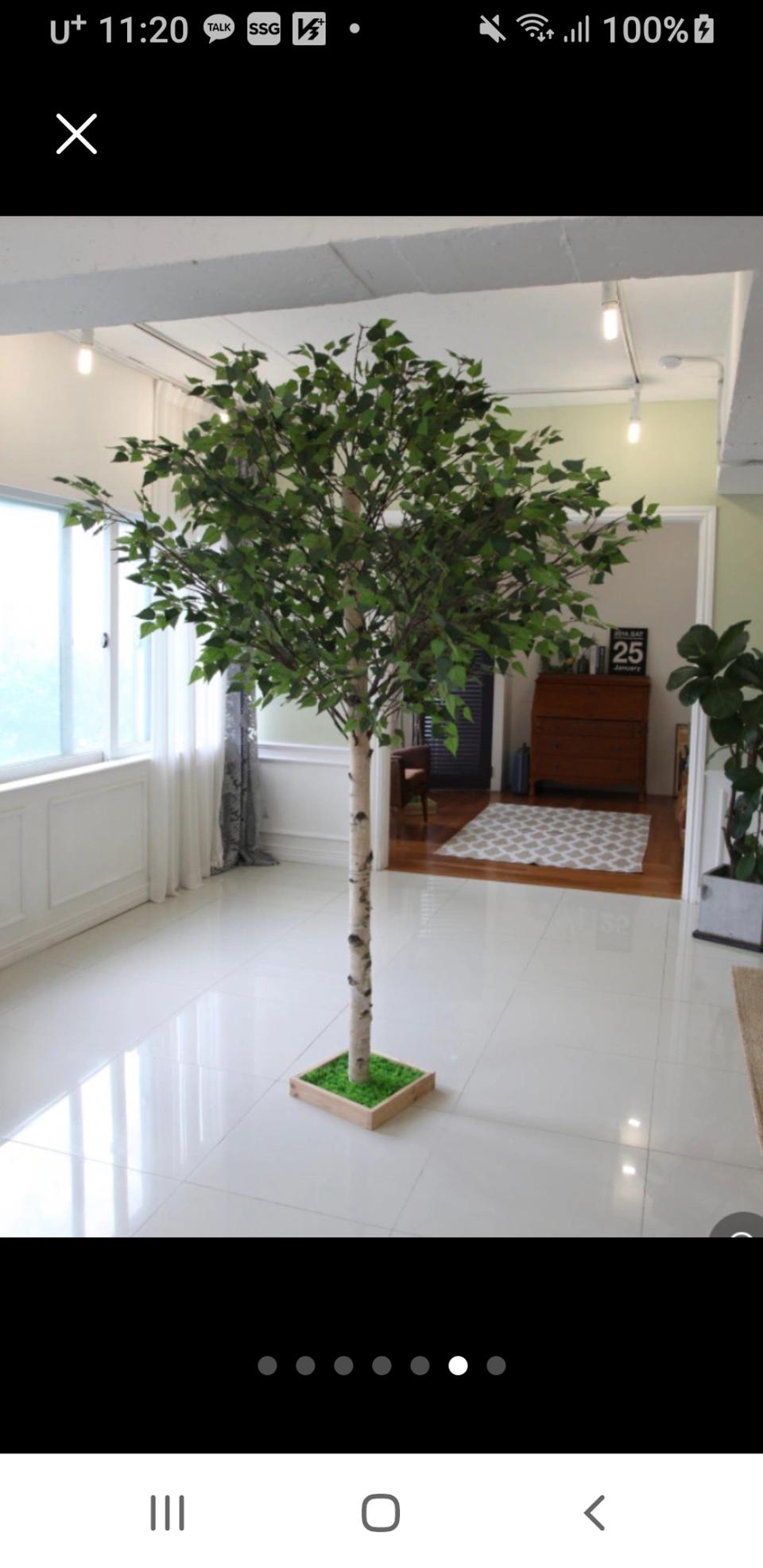 인태리어자작나무