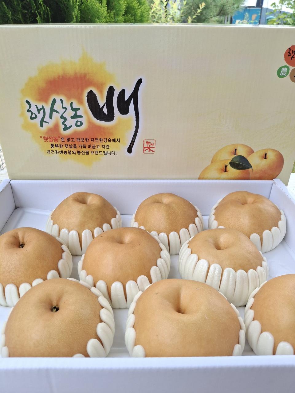 추석 선물용 햇 배7.5kg 특대과 무료배송