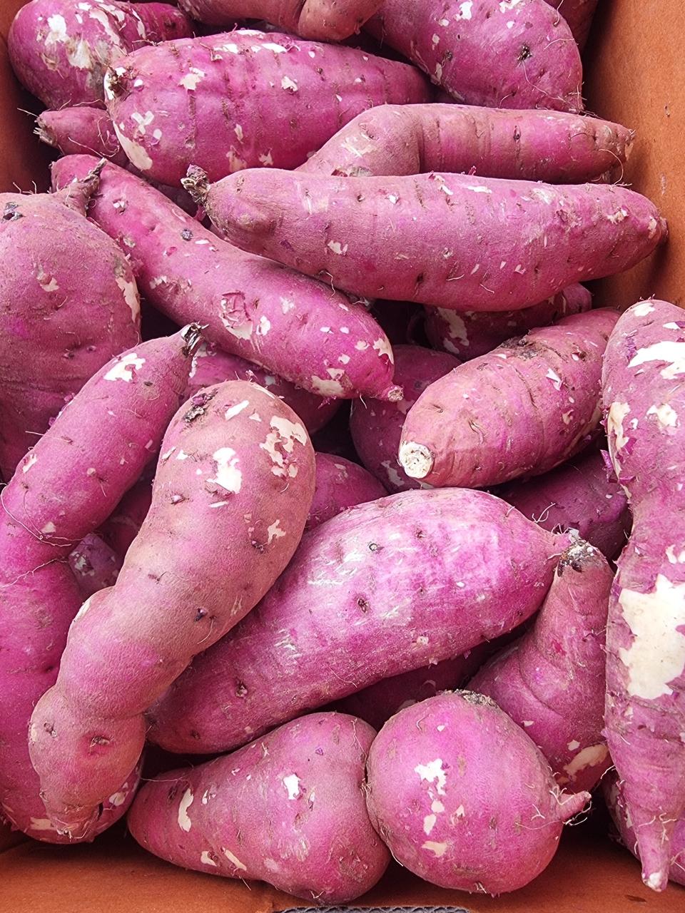 해남꿀밤고구마비특10키로택포25000원입니다