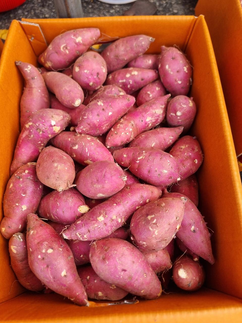 해남꿀밤고구마특상품10키로35000원택비포함입니다