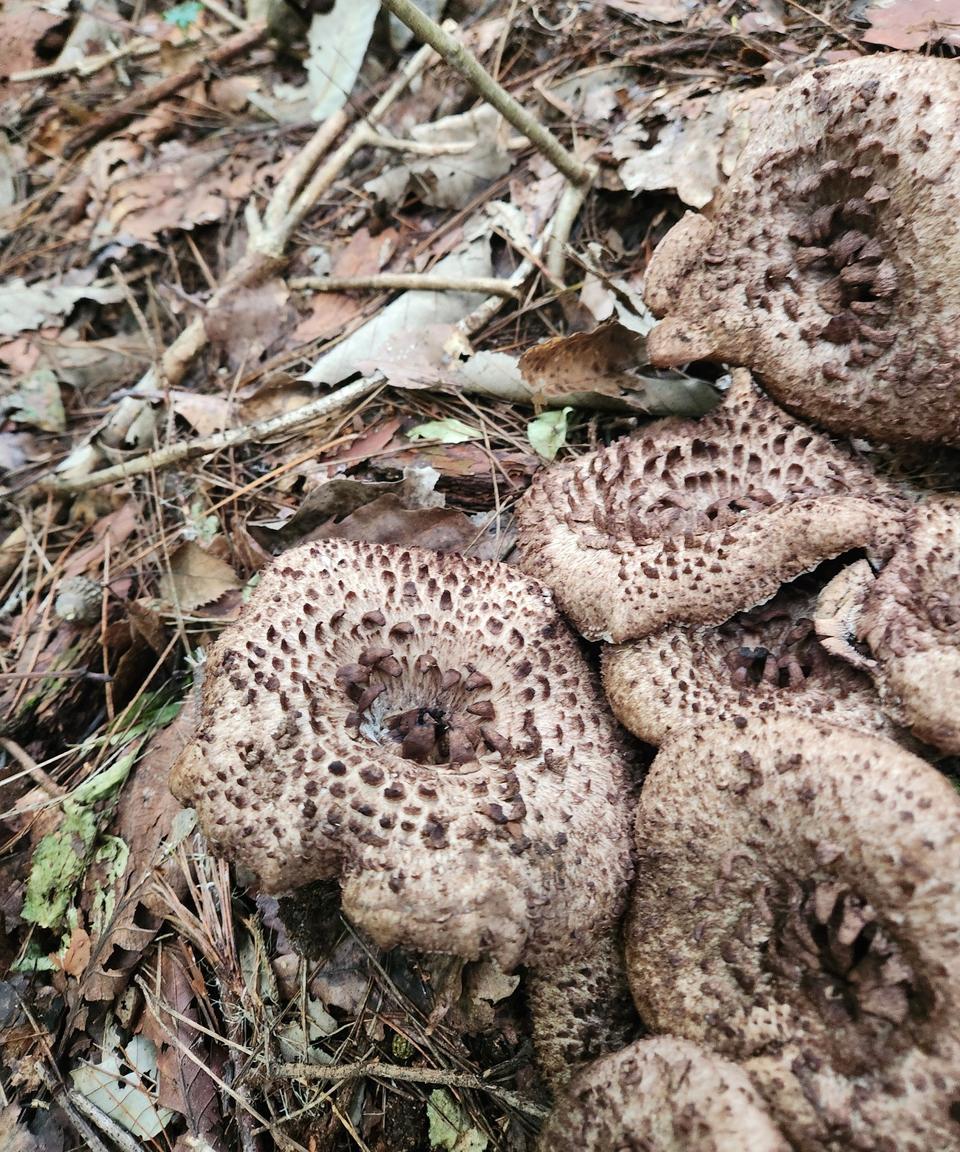 건조 국산능이버섯