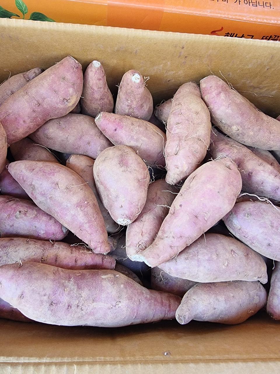 해남꿀밤고구마입니다.특상품10키로35000원택비포함입니다