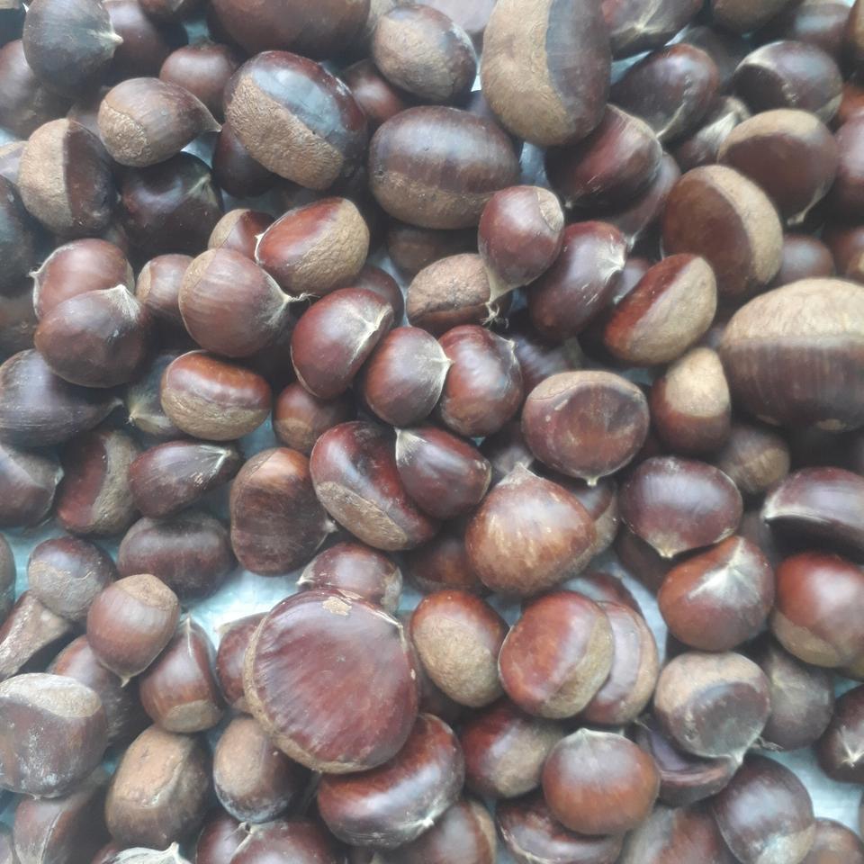 국내산 햇밤 1kg