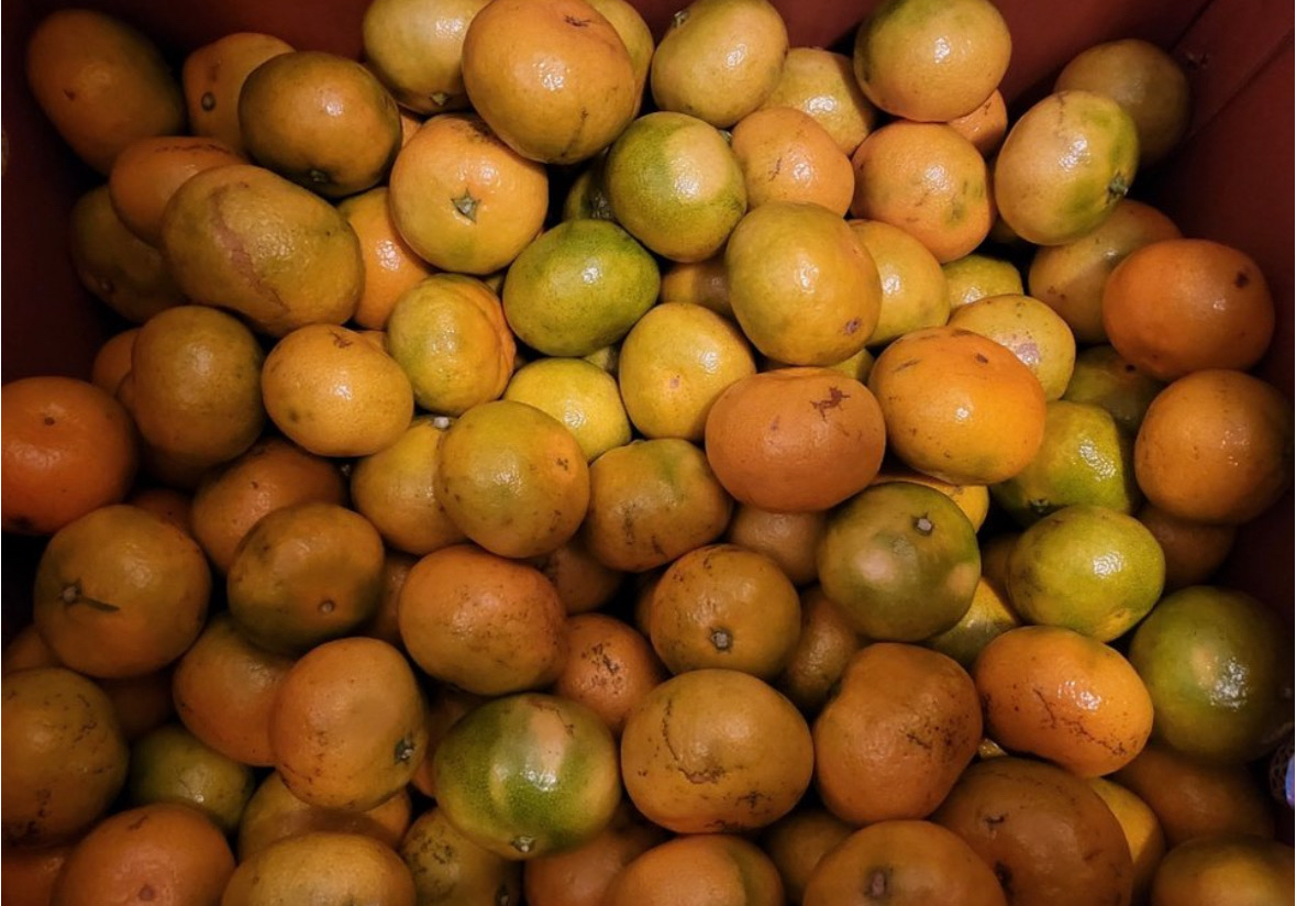 가정용 못난이감귤 10kg 초특가 택포 2만3천