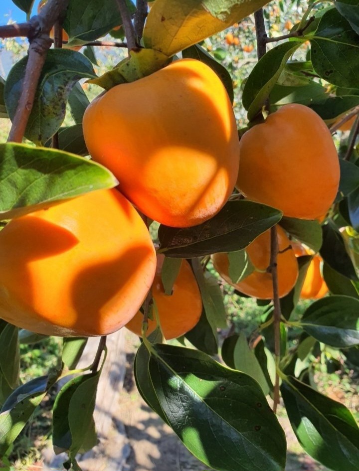 2025 악양 대봉감,주문 받습니다