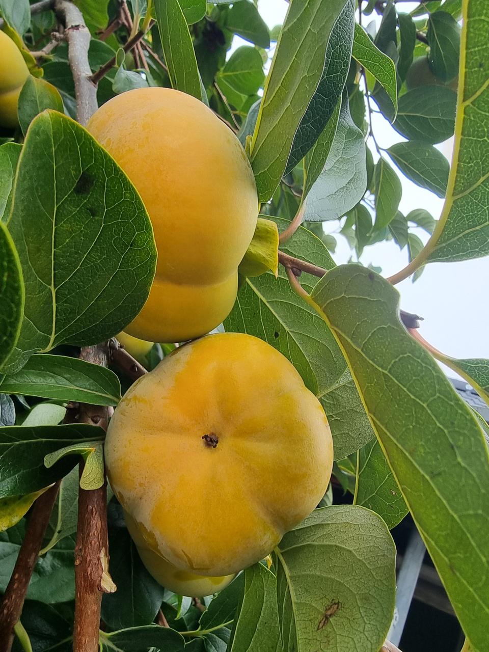 차량단감100개40000원택비포함