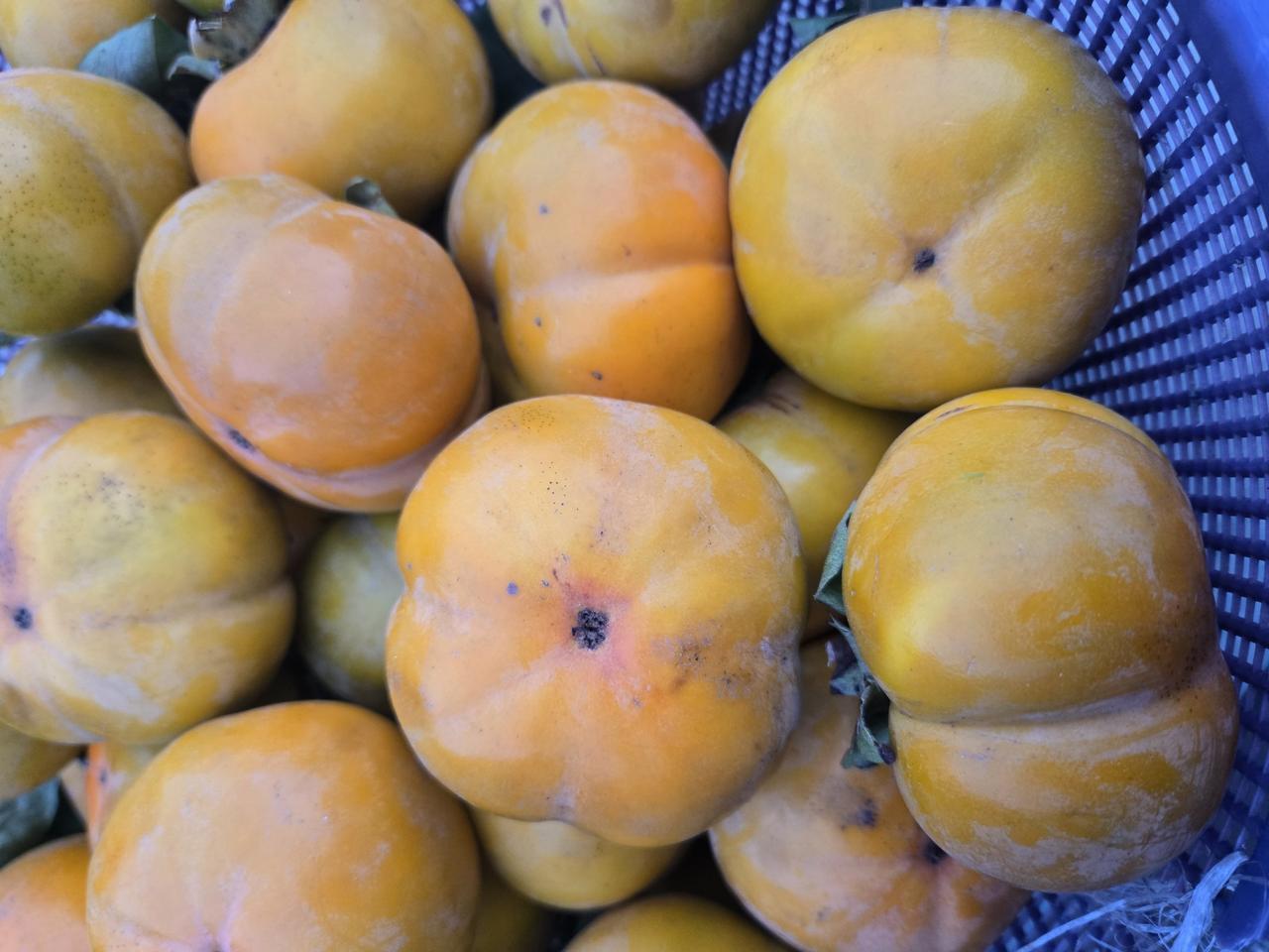 지리산 단감 팝니다.(15kg)