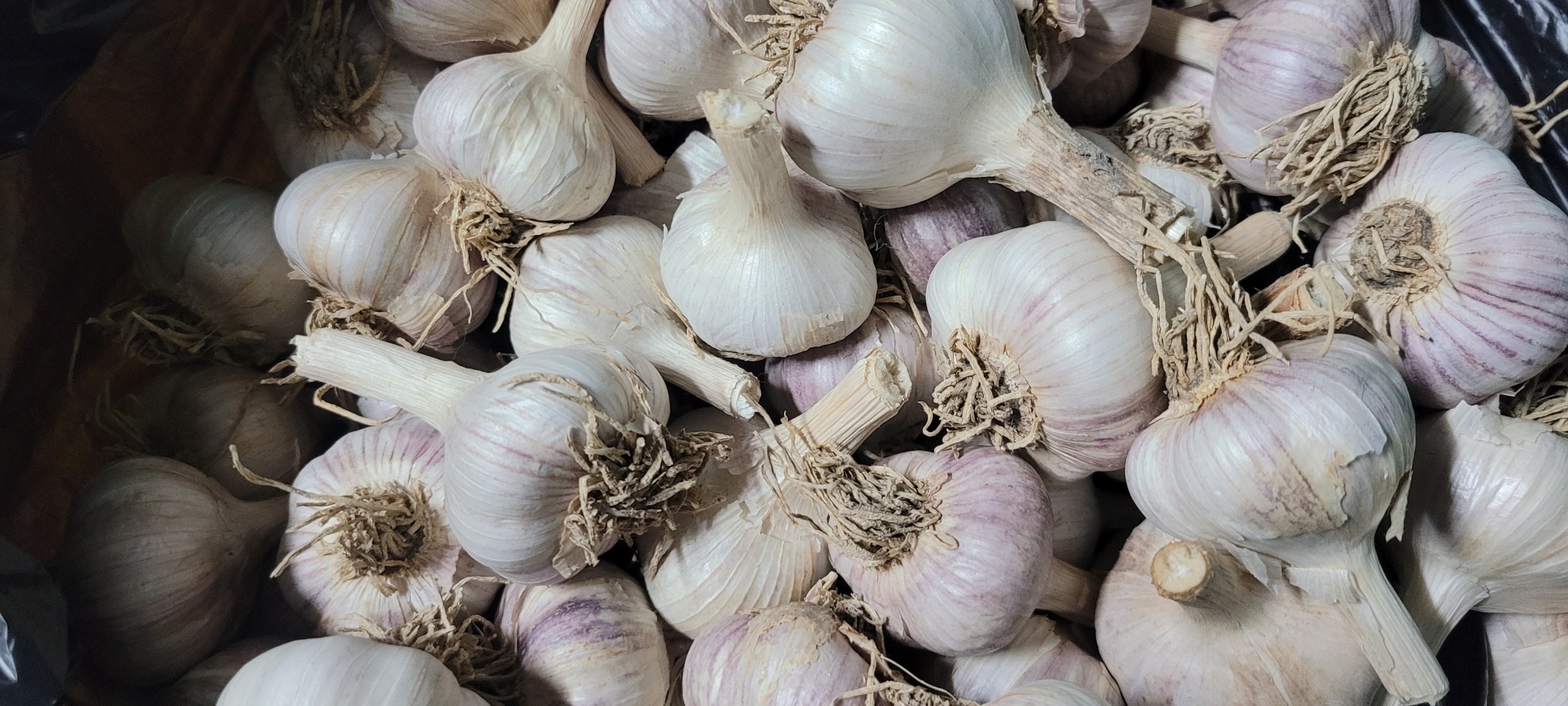 ※ 6쪽 마늘{종자}판매합니다 ᆢ