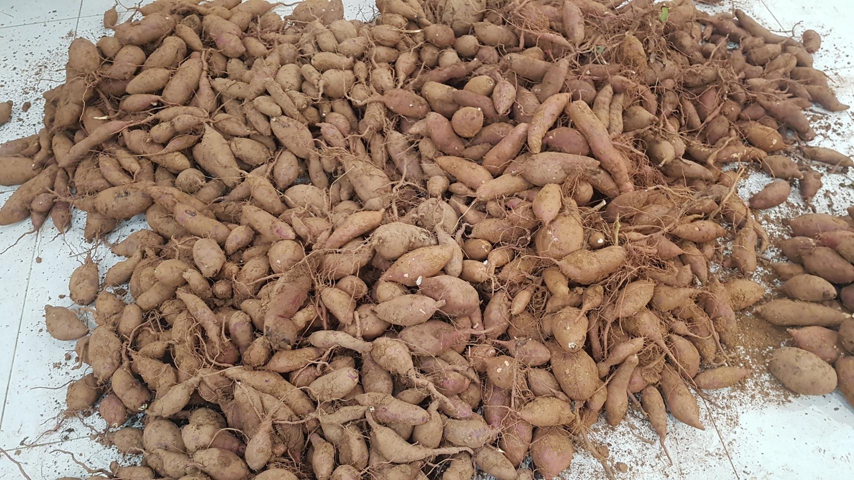 고구마 황 토 흙고구마