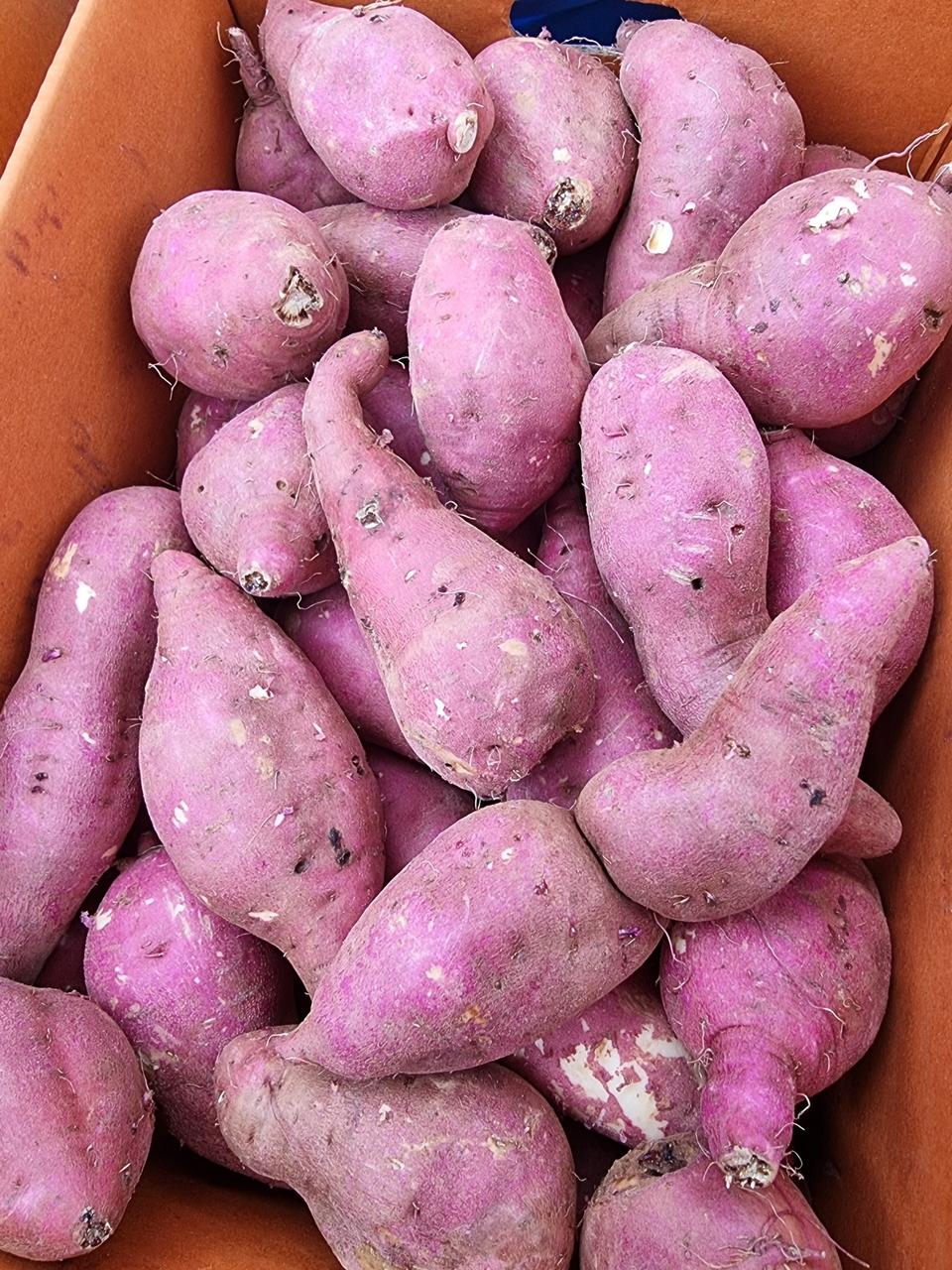 해남꿀고구마비특10키로25000원택비포함.