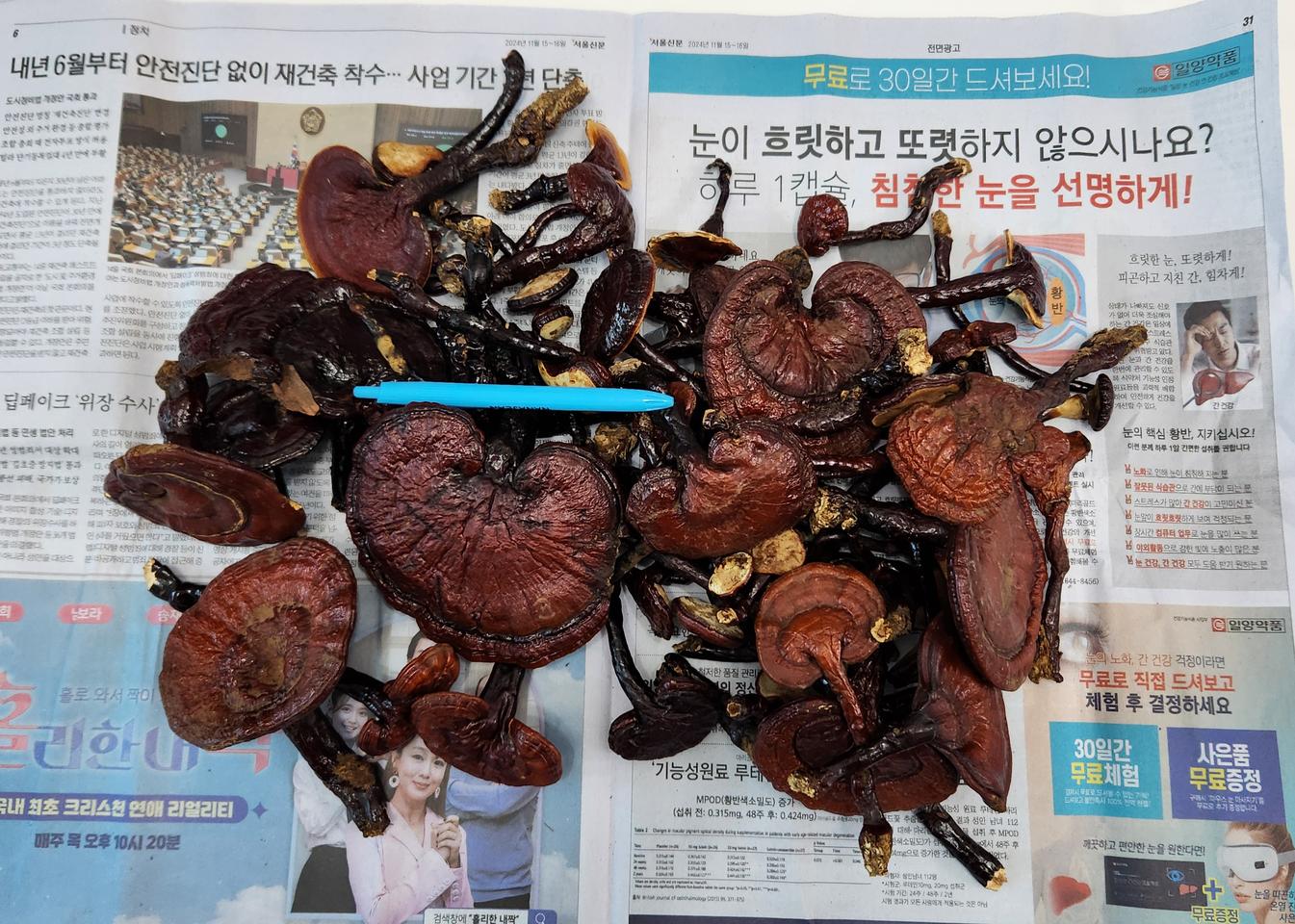 2025년 자연산 영지버섯 판매합니다