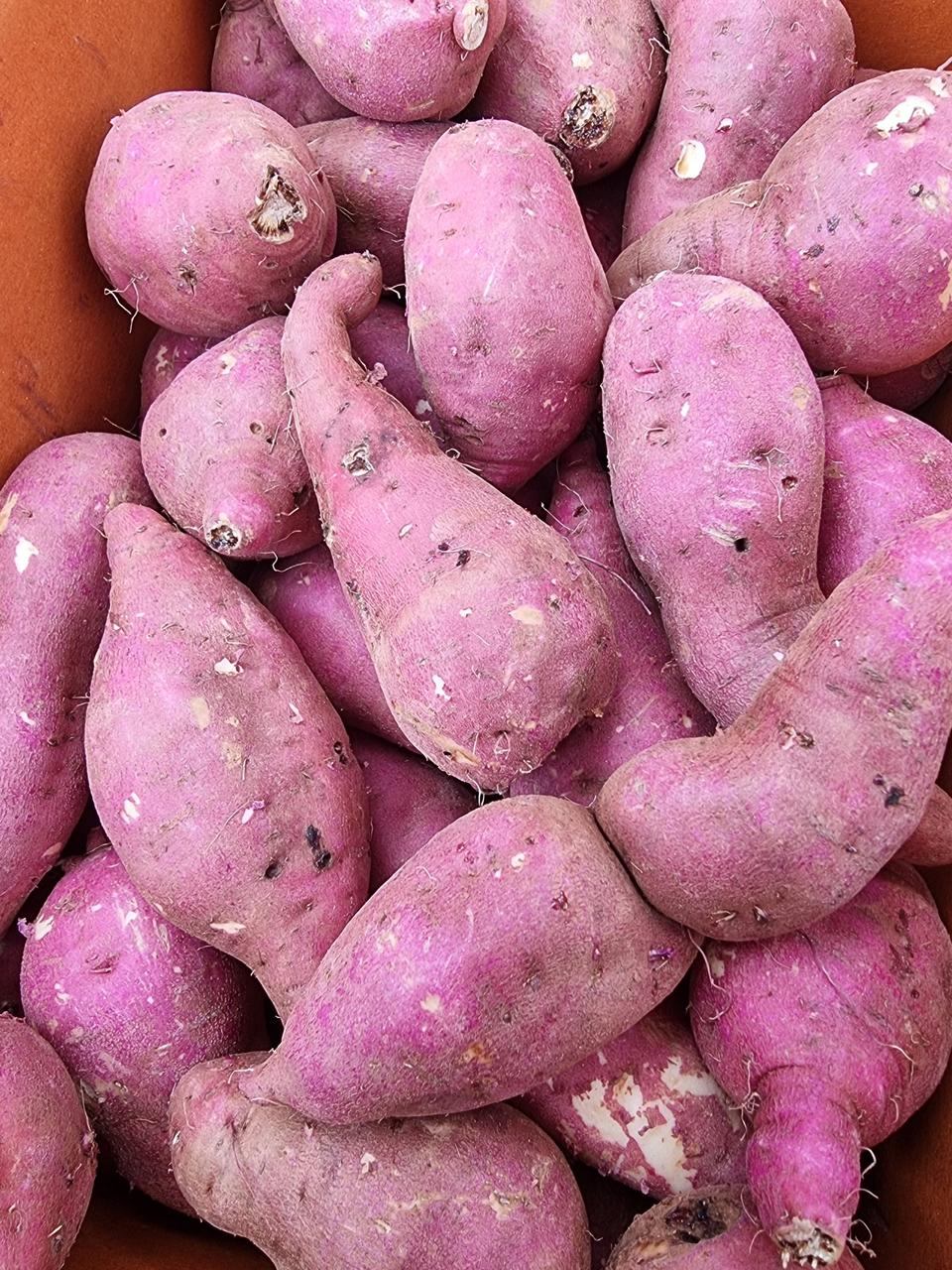 해남꿀고구마비2번입니다10키로25000원택비포함