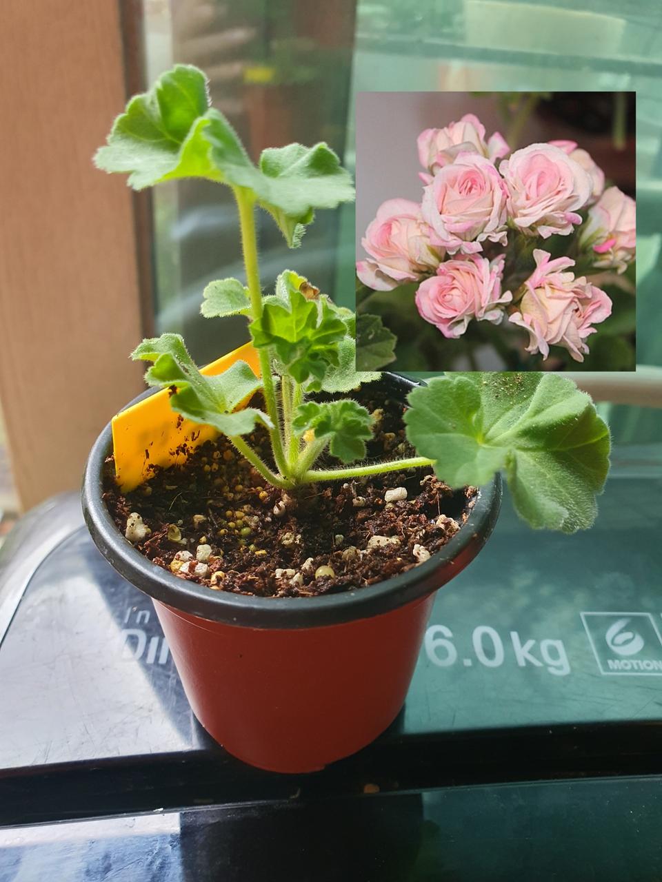 제라늄 로얄브라이드 모종