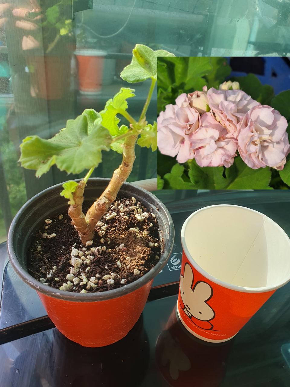 제라늄 티리아마리마그달린