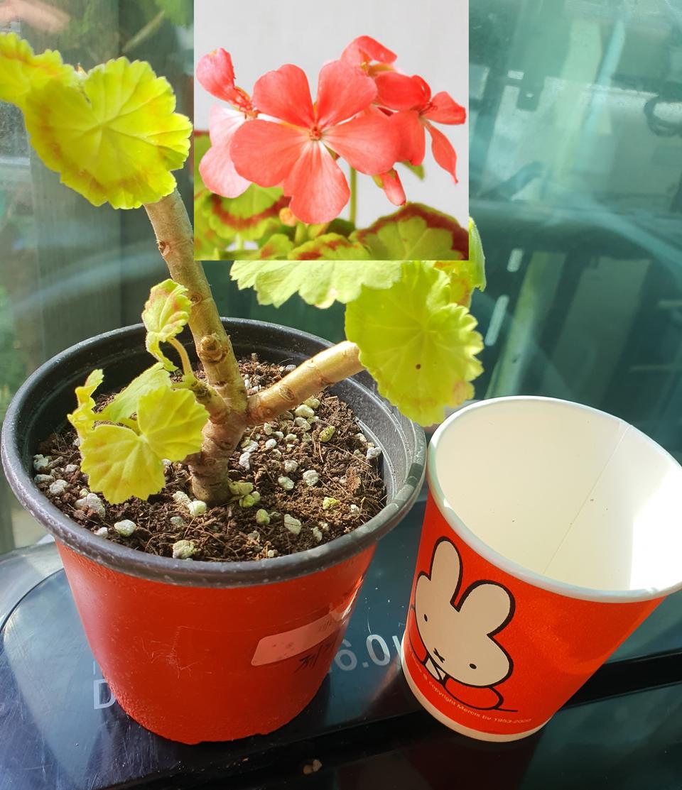 제라늄 제니/미시즈 퀄터