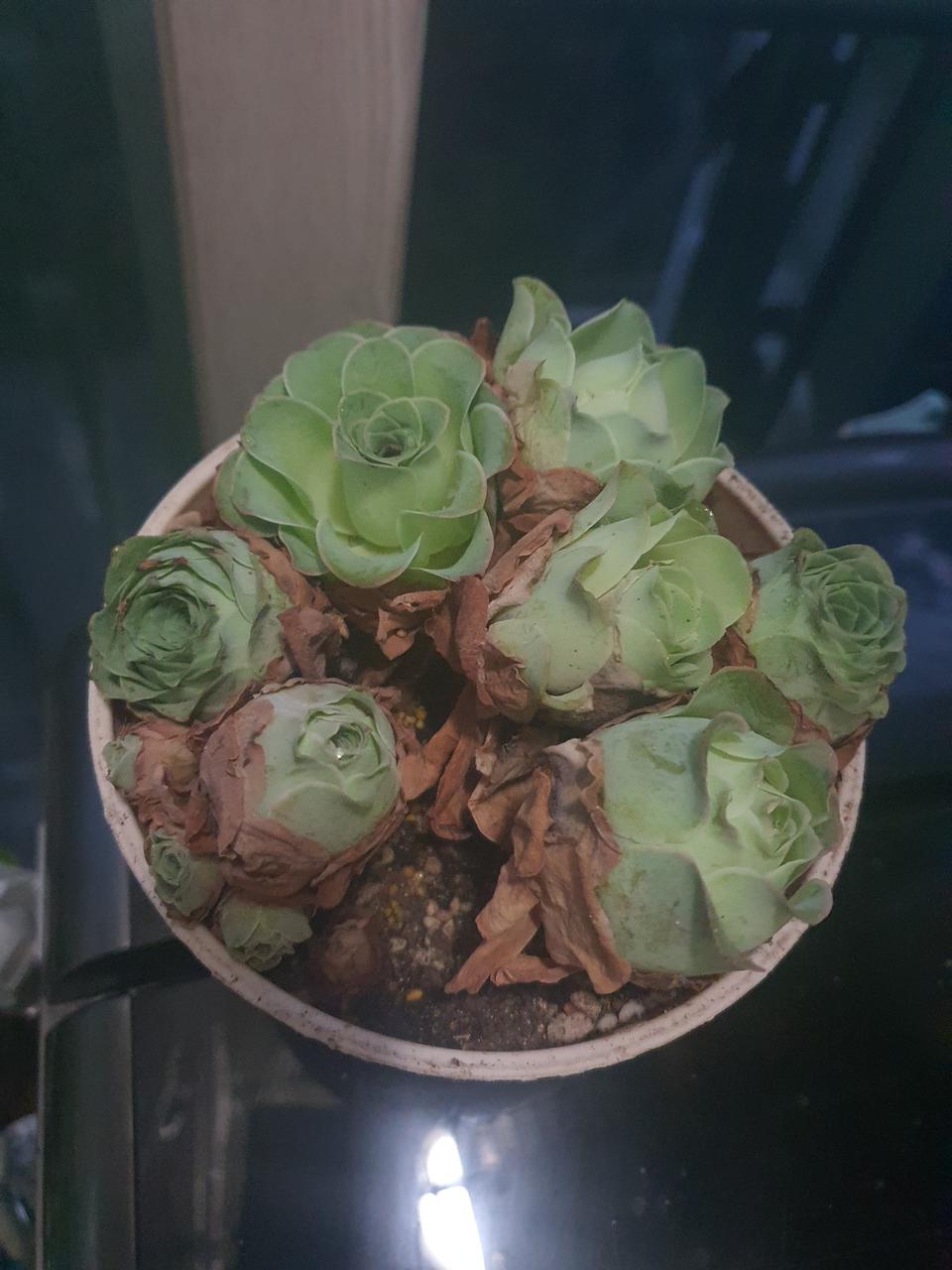 다육이 귀한 엘히어로 합식