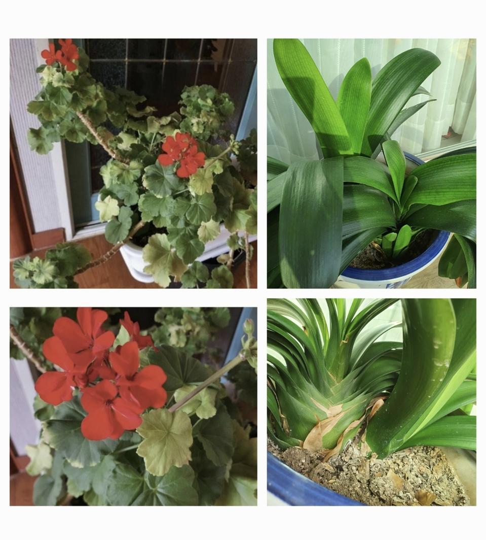 제라늄대품1개+군자란큼직함1개합저렴히4만원