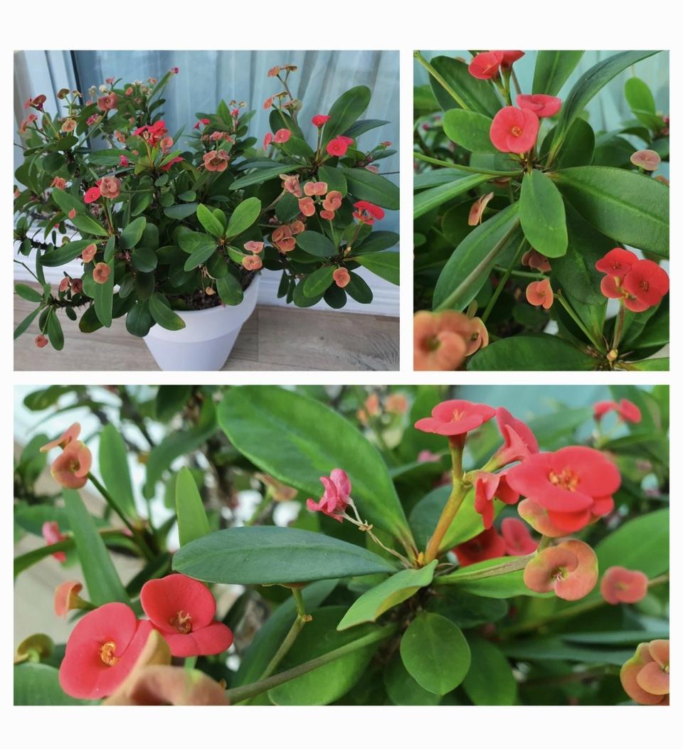 꽃기린+게발선인장깔끔하고매우예쁜공기정화식물저렴히1만5천원그외4가지덤