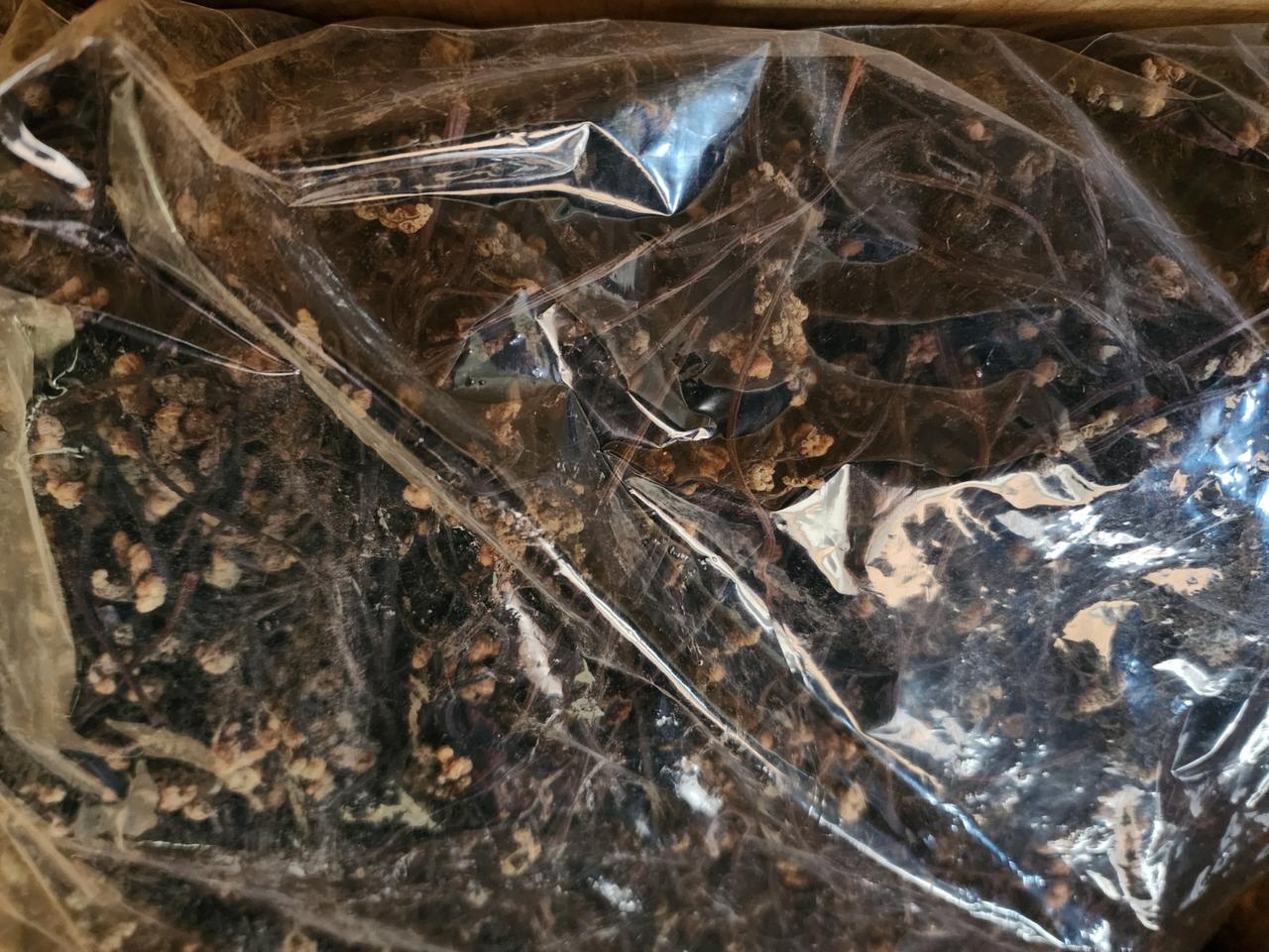 지리산 야생 건고사리 팝니다