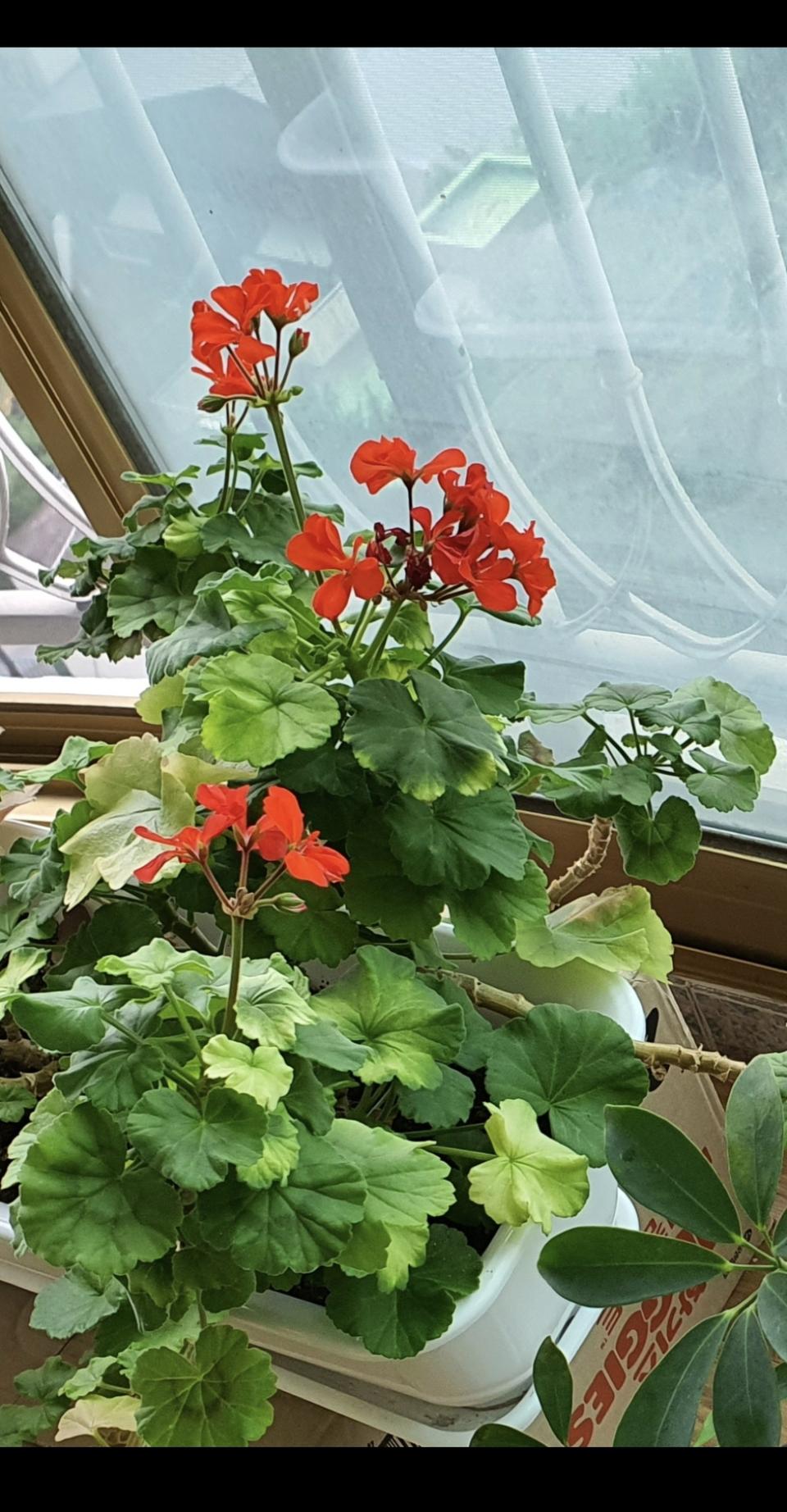 제라늄대품예쁘게4계절내내계속꽃이핌저렴히3만5천원그외신일전기히터덤임