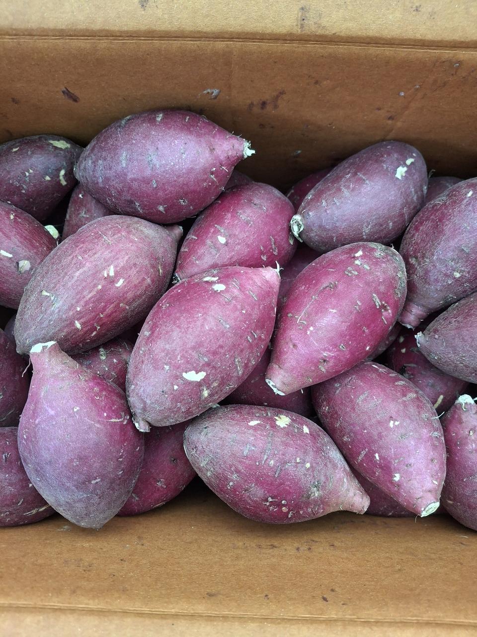 정말 맛있는 밤고구마5kg 무료배송