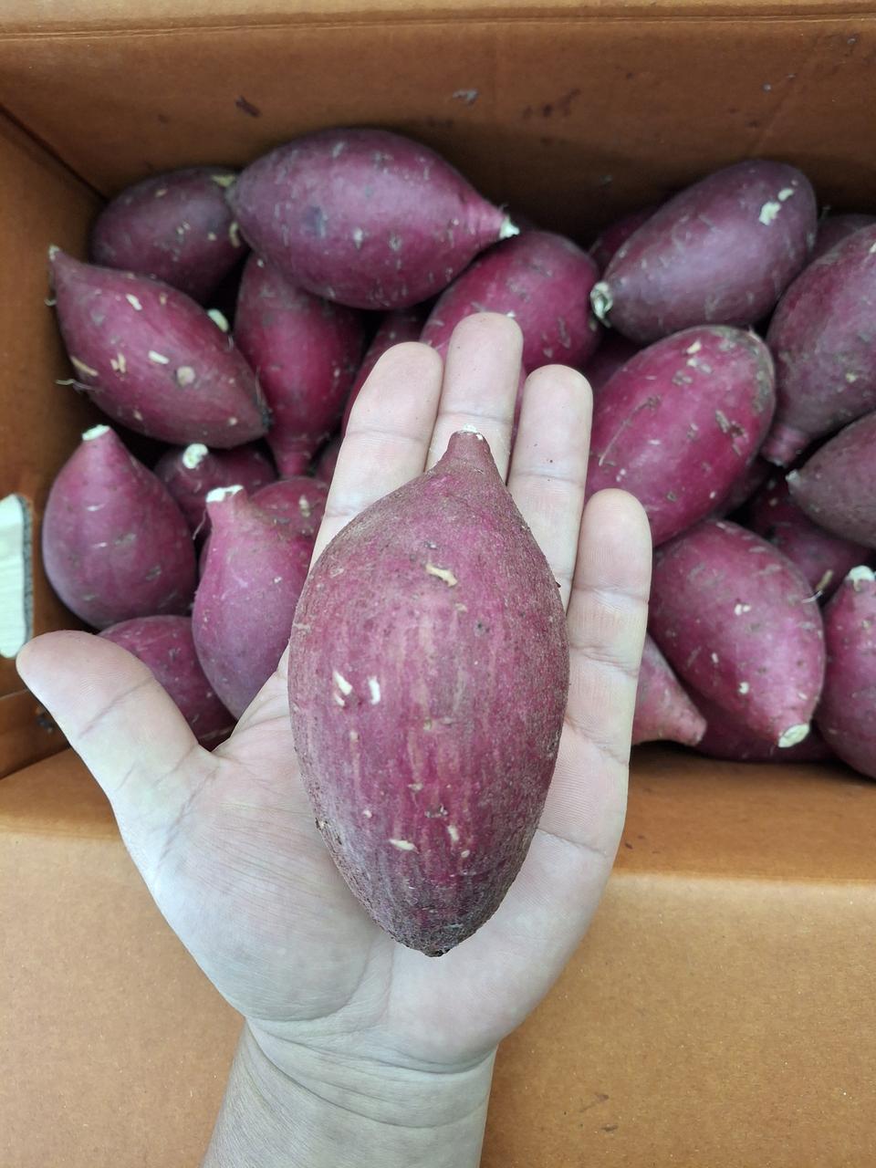 밤고구마5kg 무료배송입니다