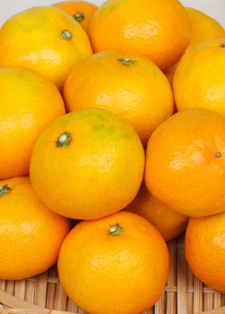 무배 제주감귤 5kg.귤.감귤