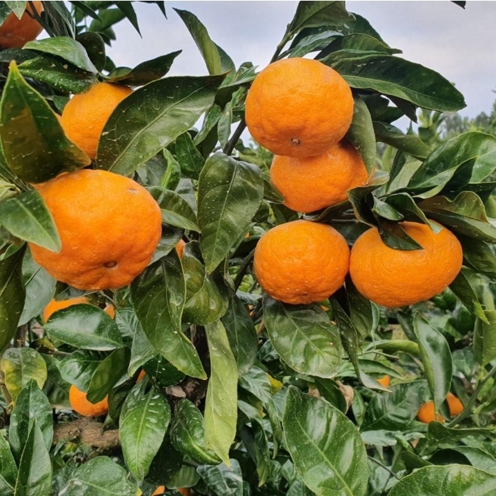 무배 제주 감귤 5kg.귤