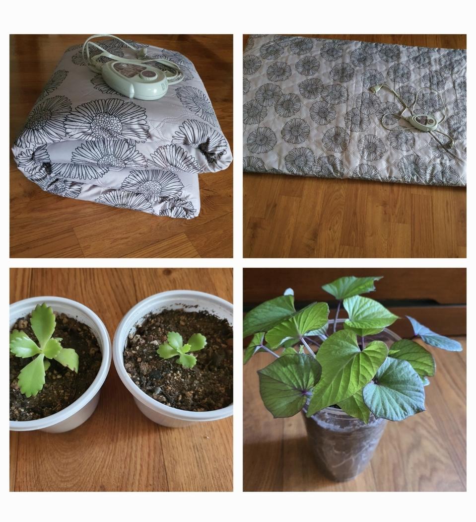 싱글전기매트 편하게 부담없이 쓰실분 저렴히 2만5천원그외 식물3개 덤