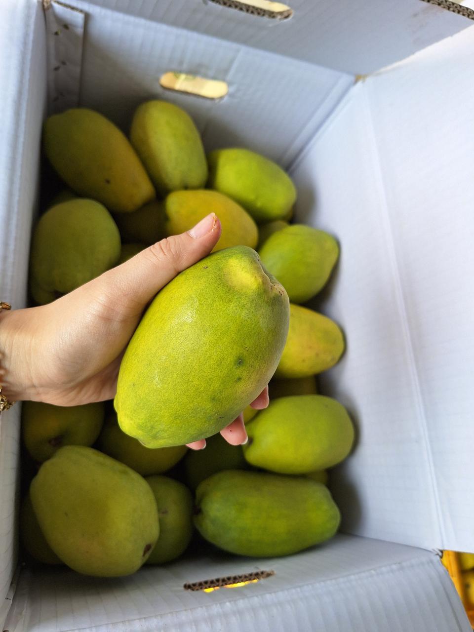 (모과청,모과주)정품 생모과 소과5kg이상