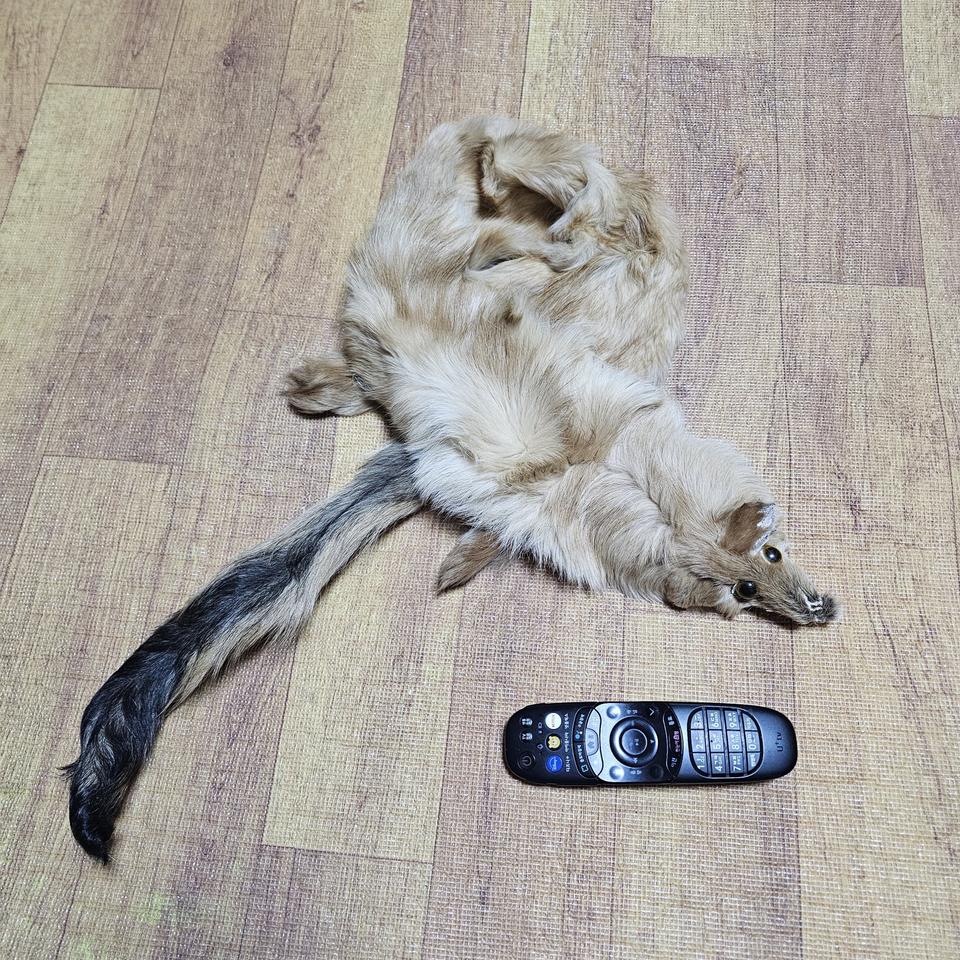 리얼 족제비목도리