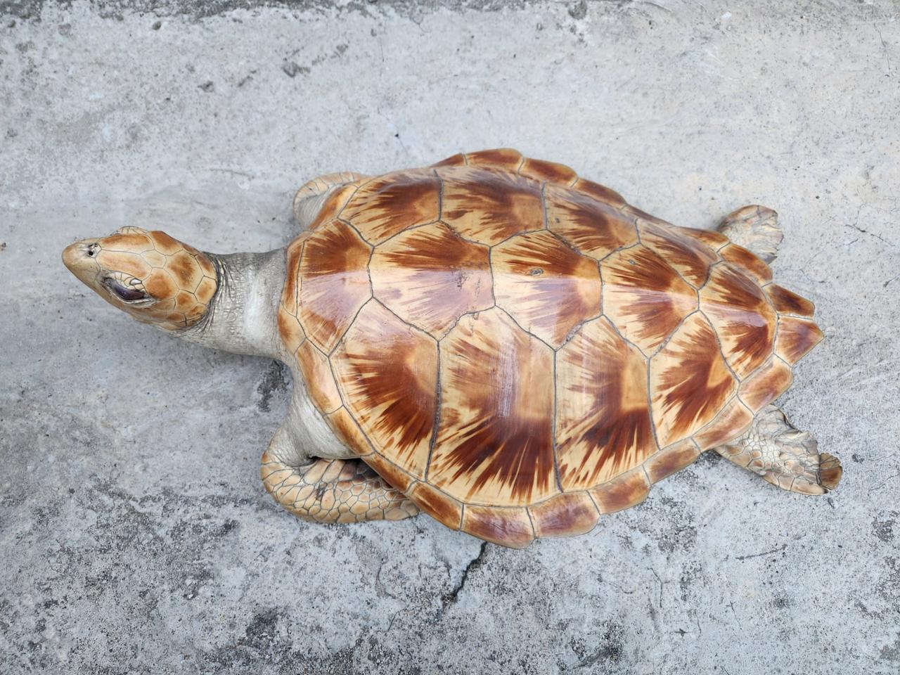 거북이