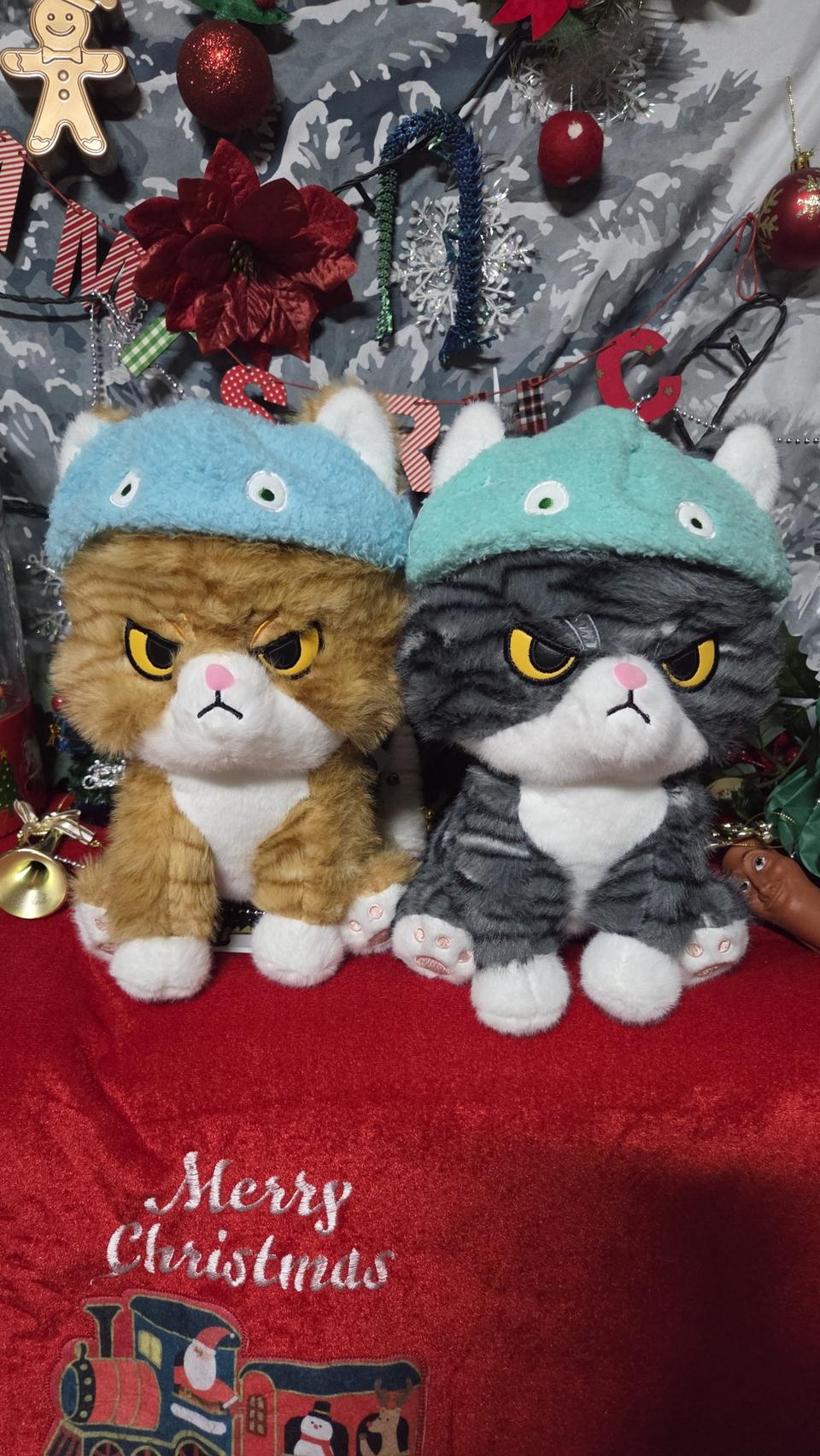 고양이 30센티이상 화난냥