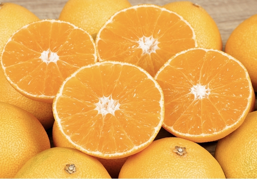 고당도 황금향10kg  무료배송입니다