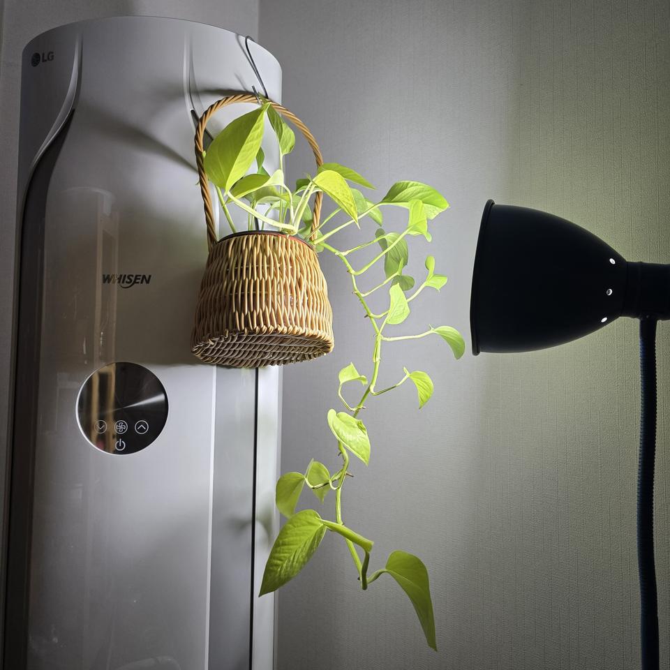 행잉플랜트 공기정화식물 형광스킨답서스