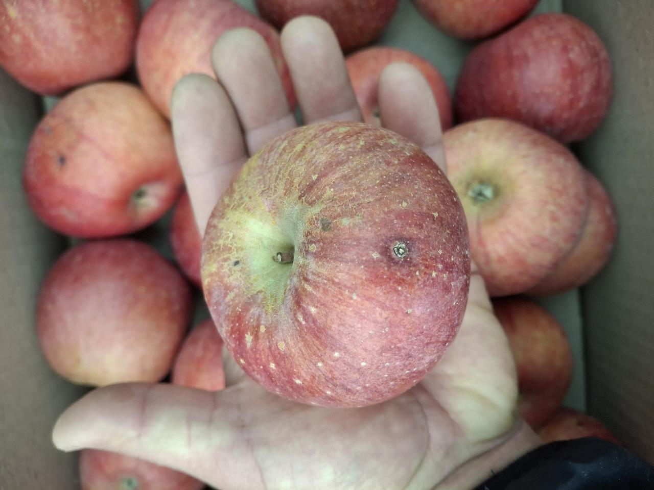 ●가정용 못난이 맛있는 사과5kg●