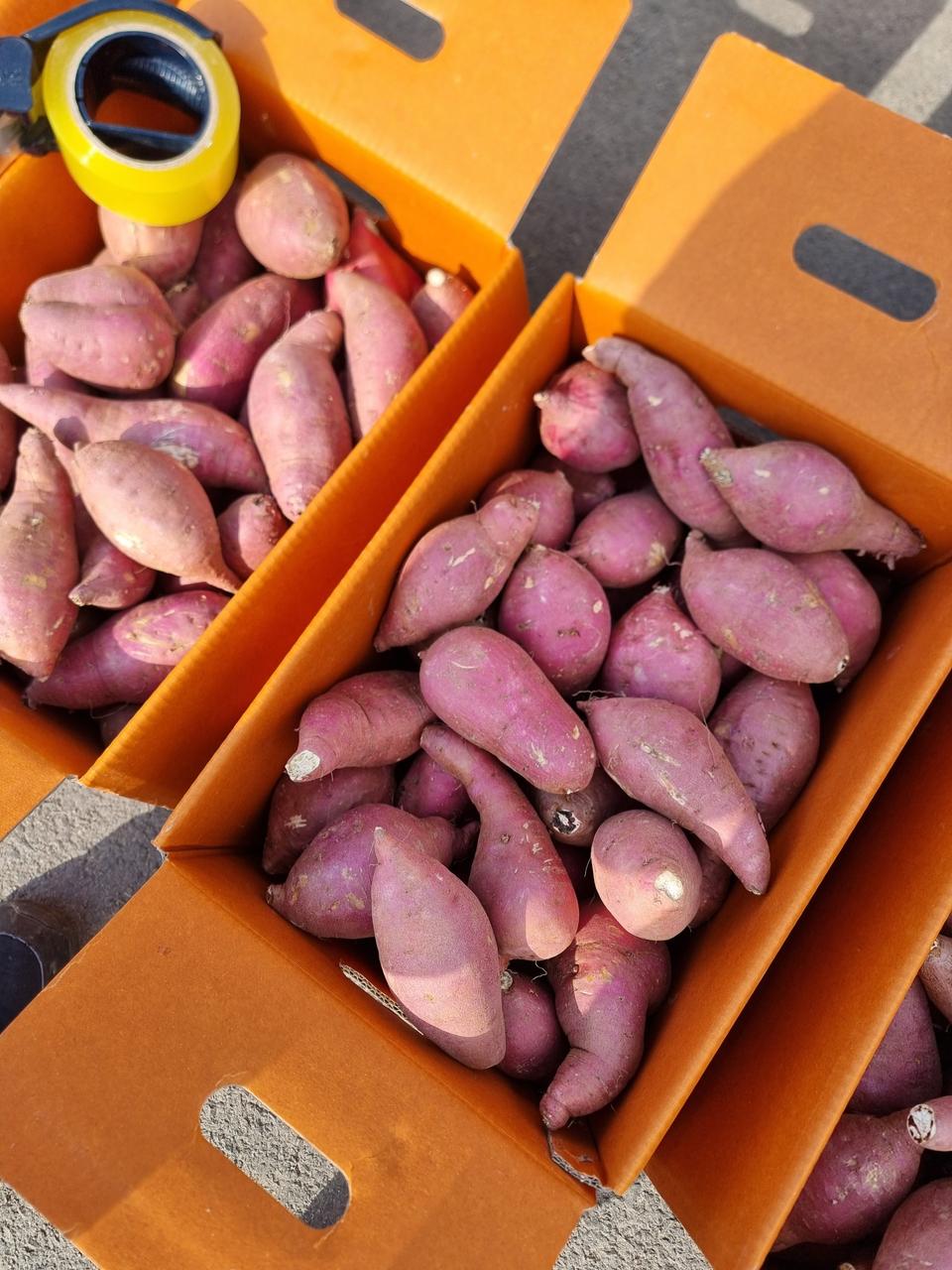 해남꿀고구마못난이10키로25000원택배비포함