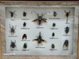 곤충표본