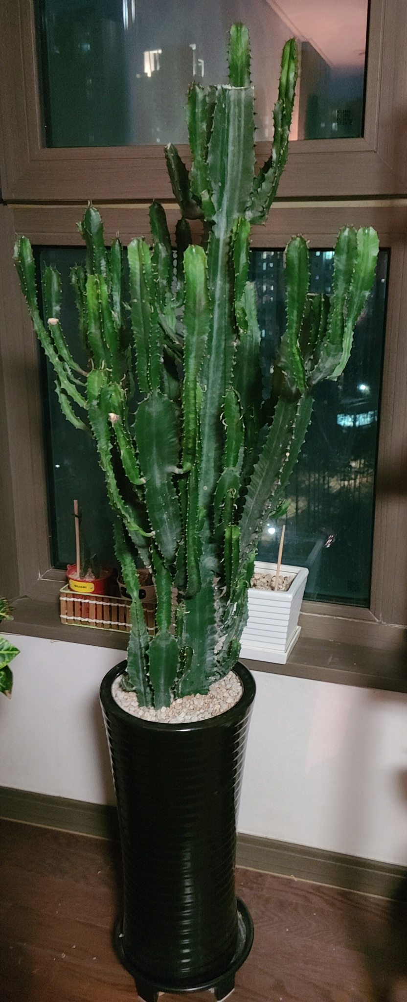 특대형 멋진 선인장