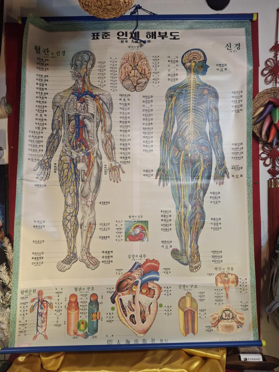 84년 인체해부도 1점