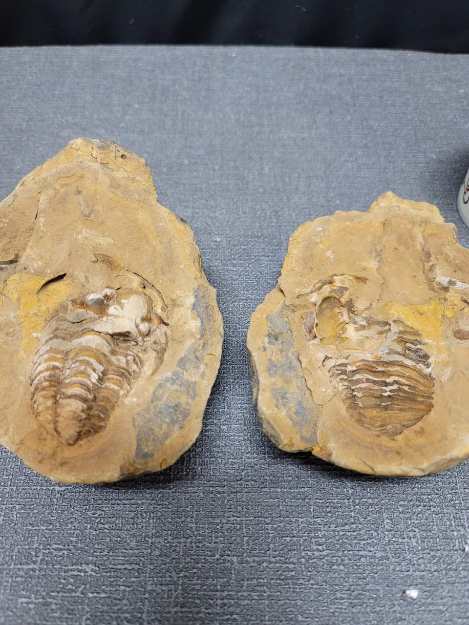 삼엽충 고대 화석