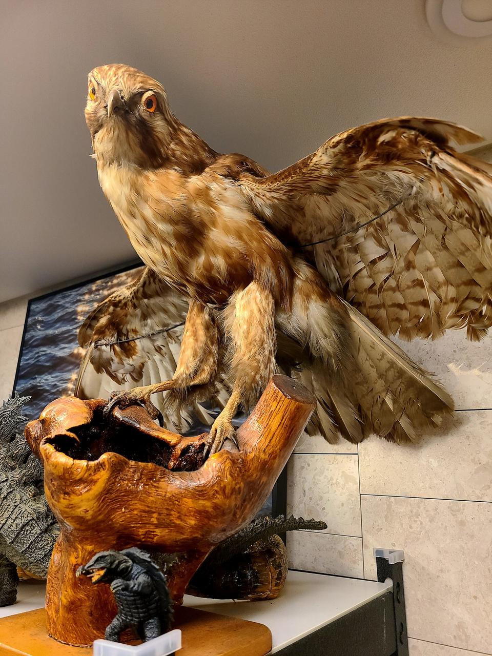 희귀 새 박제 판매합니다(피규어 포함x)